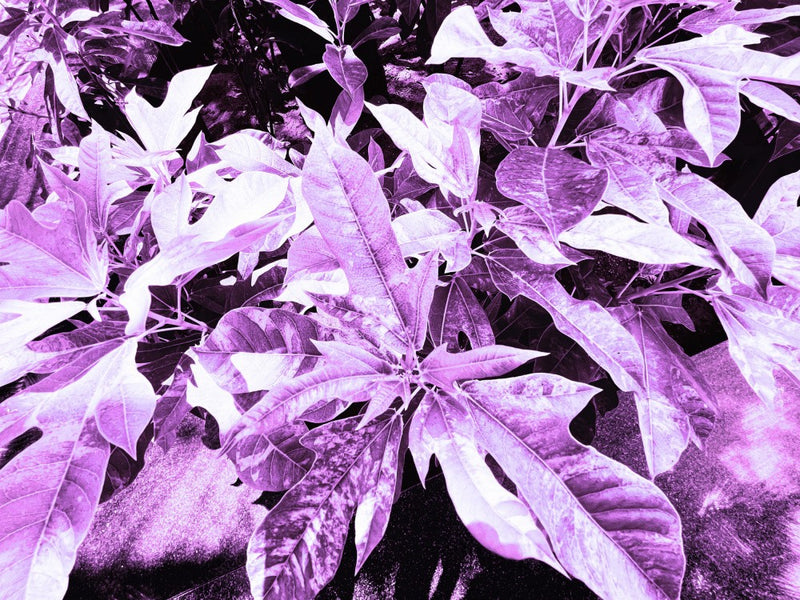 Violet Leaf Dream