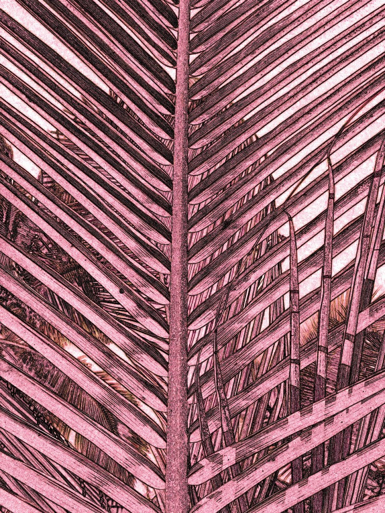 Pink Palm Patterns