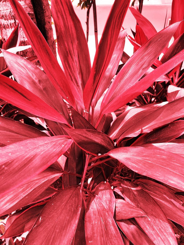 Crimson Foliage Burst
