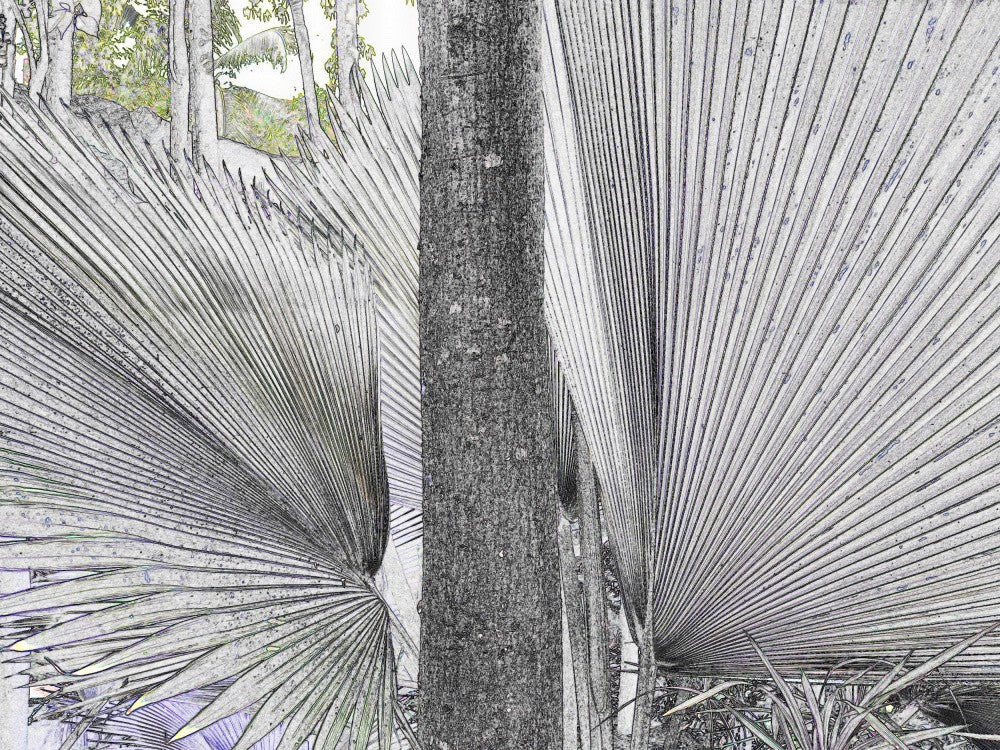 Tropical Fan Dance