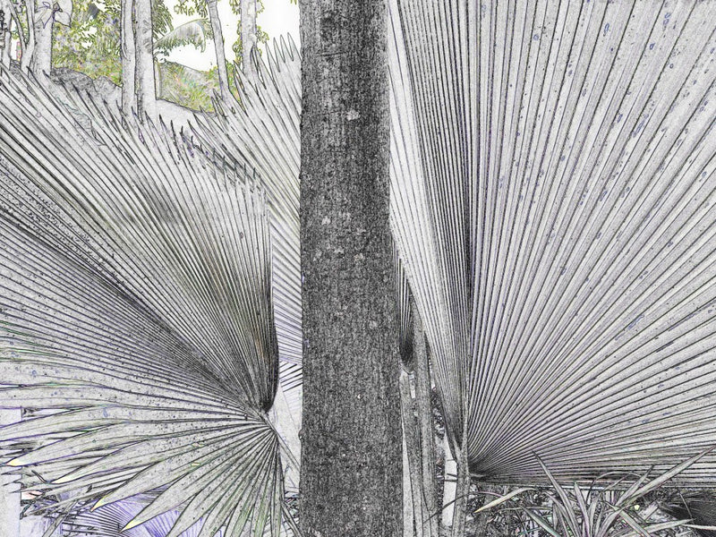 Tropical Fan Dance