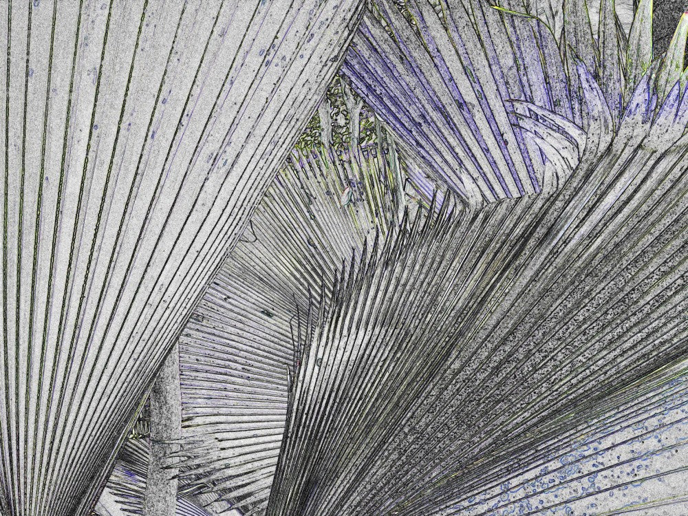 Fractal Palms
