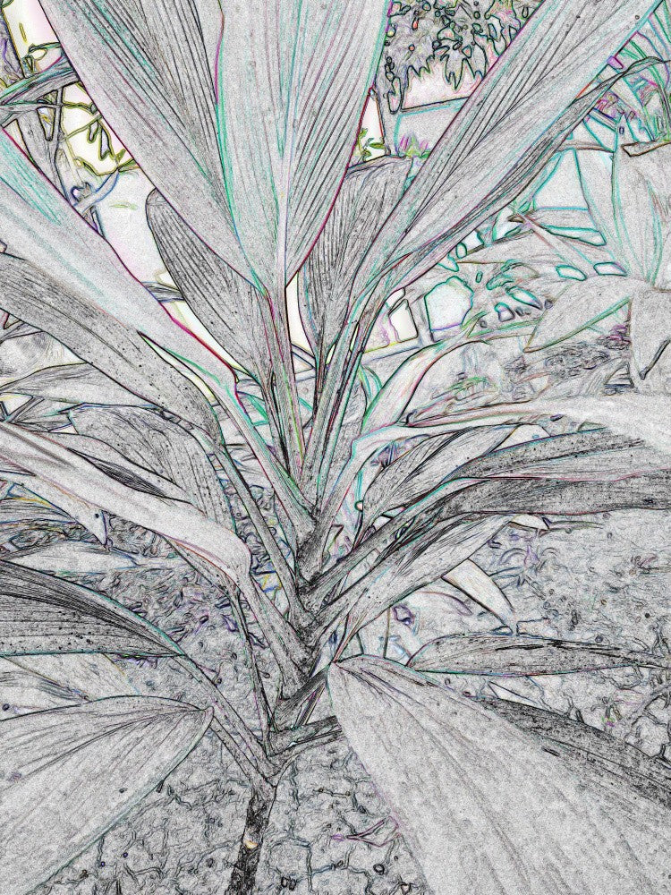 Botanical Sketch