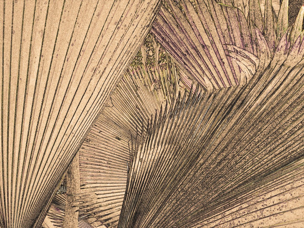 Palm Frond Patterns