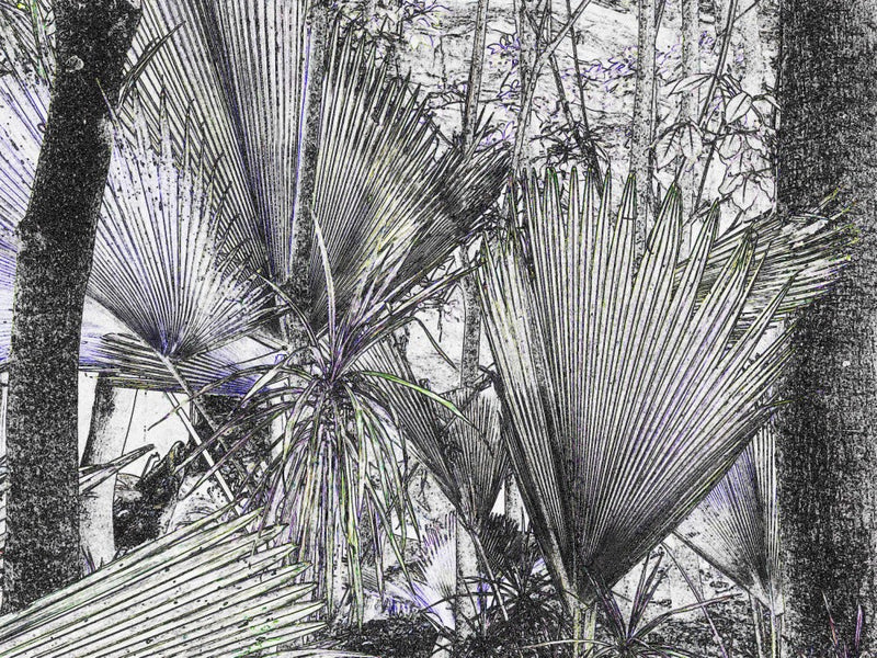 Jungle Fan Dance