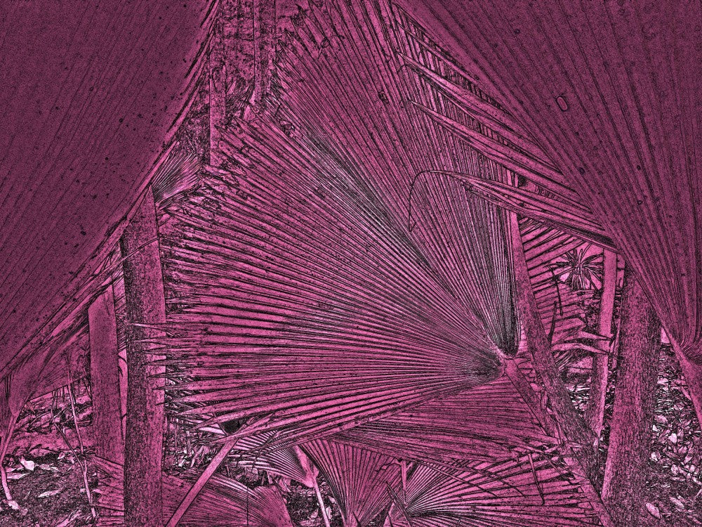 Pink Frond Geometry