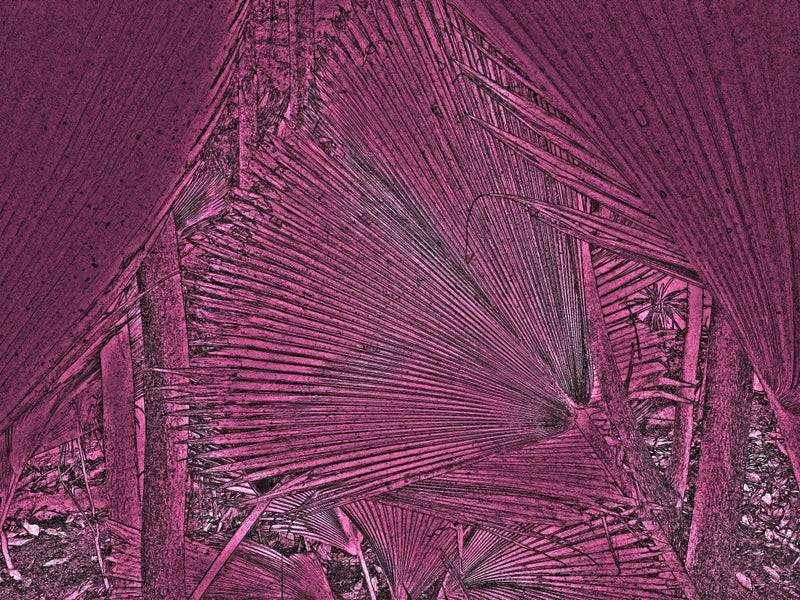 Pink Frond Geometry