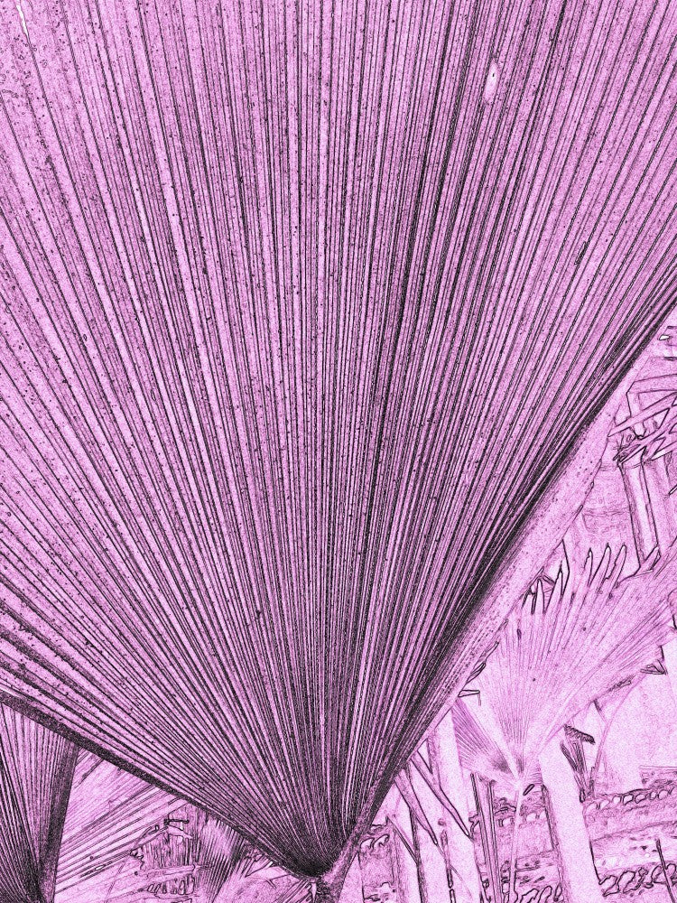 Pink Fan Textures