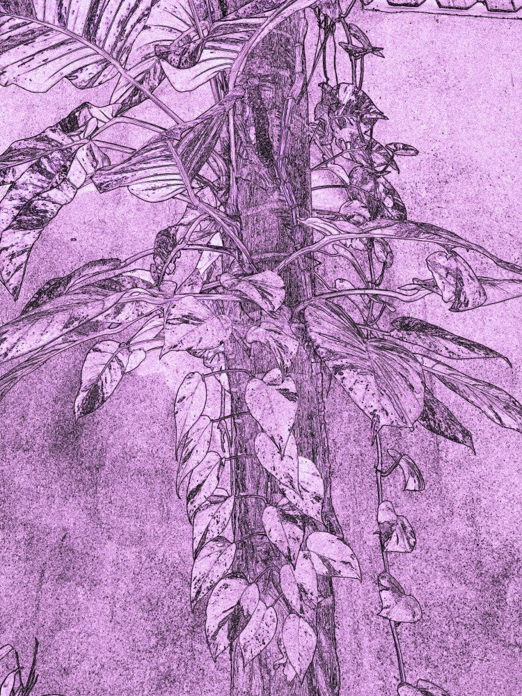 Violet Leafy Vines