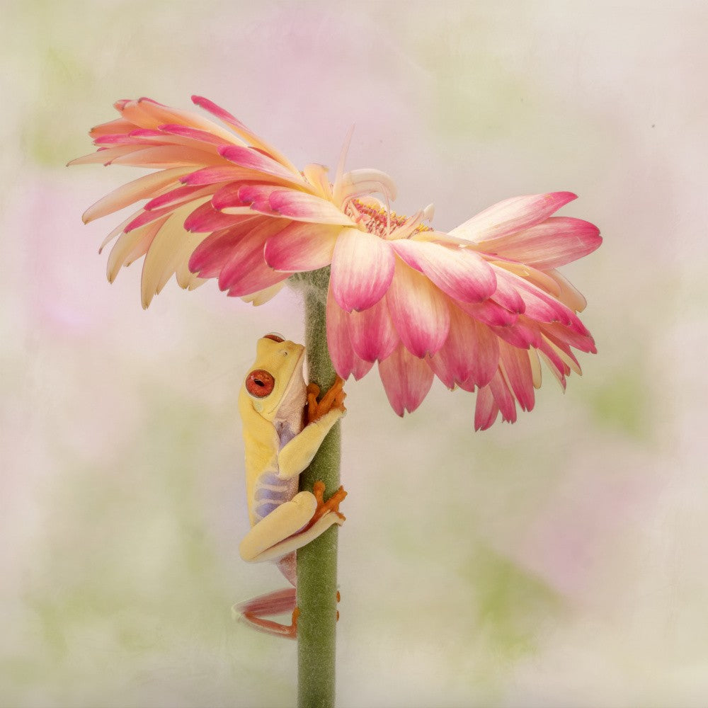 Albino Red Tree Frog and a Gerbera Daisy