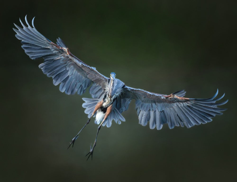 Soar
