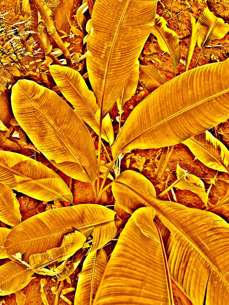 Golden Foliage Burst