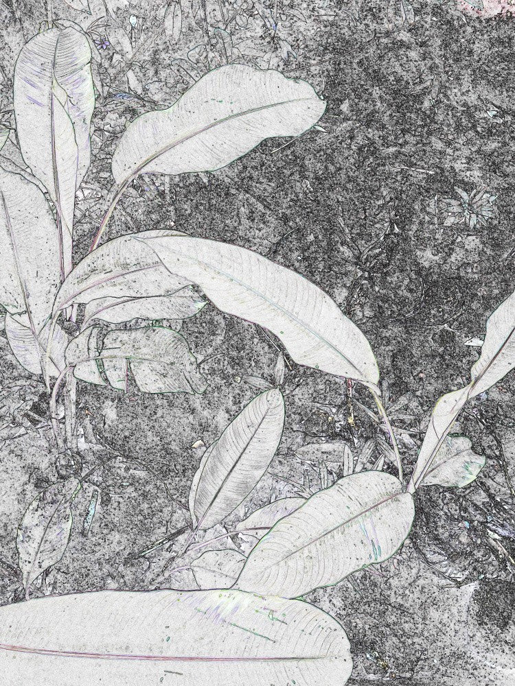 Monochrome Foliage