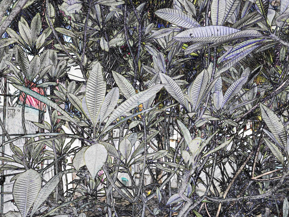Leafy Illusions