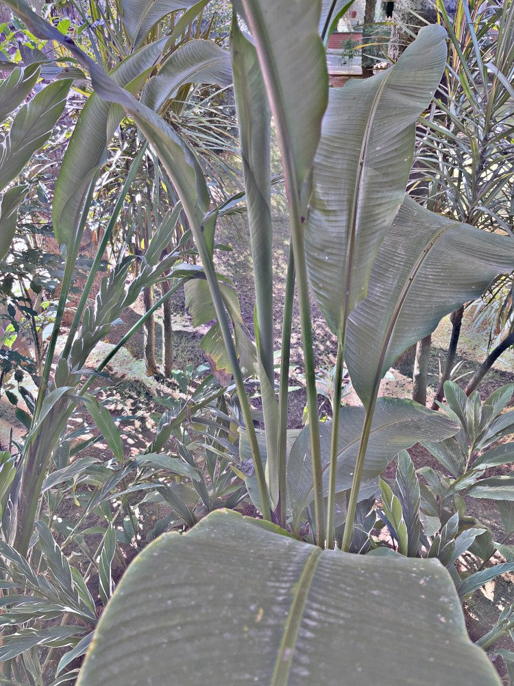 Tropical Whisper