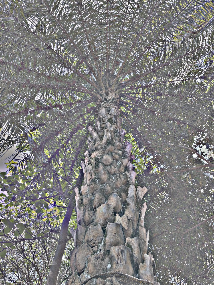 Palm Canopy View