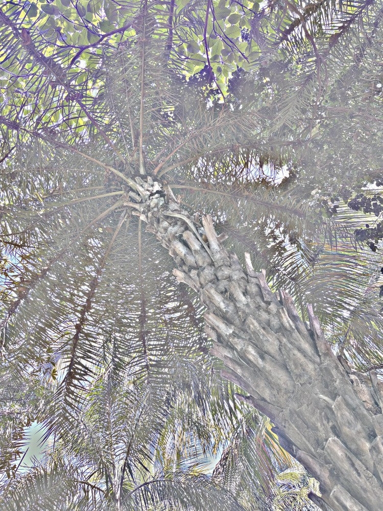 Whispering Palms