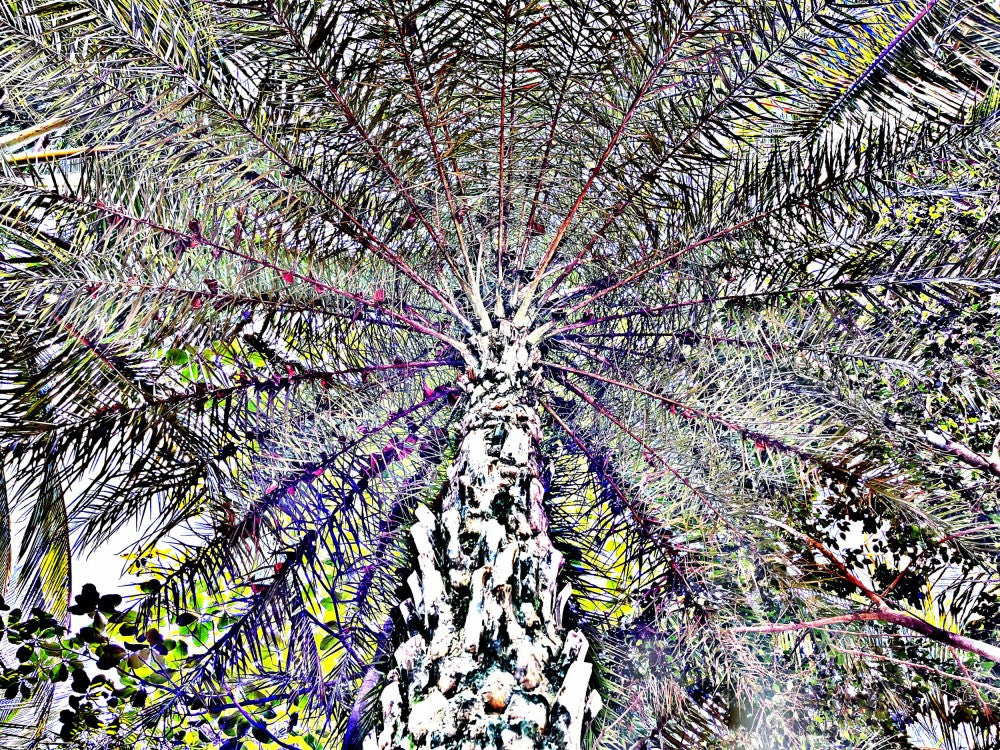 Palm Canopy Burst