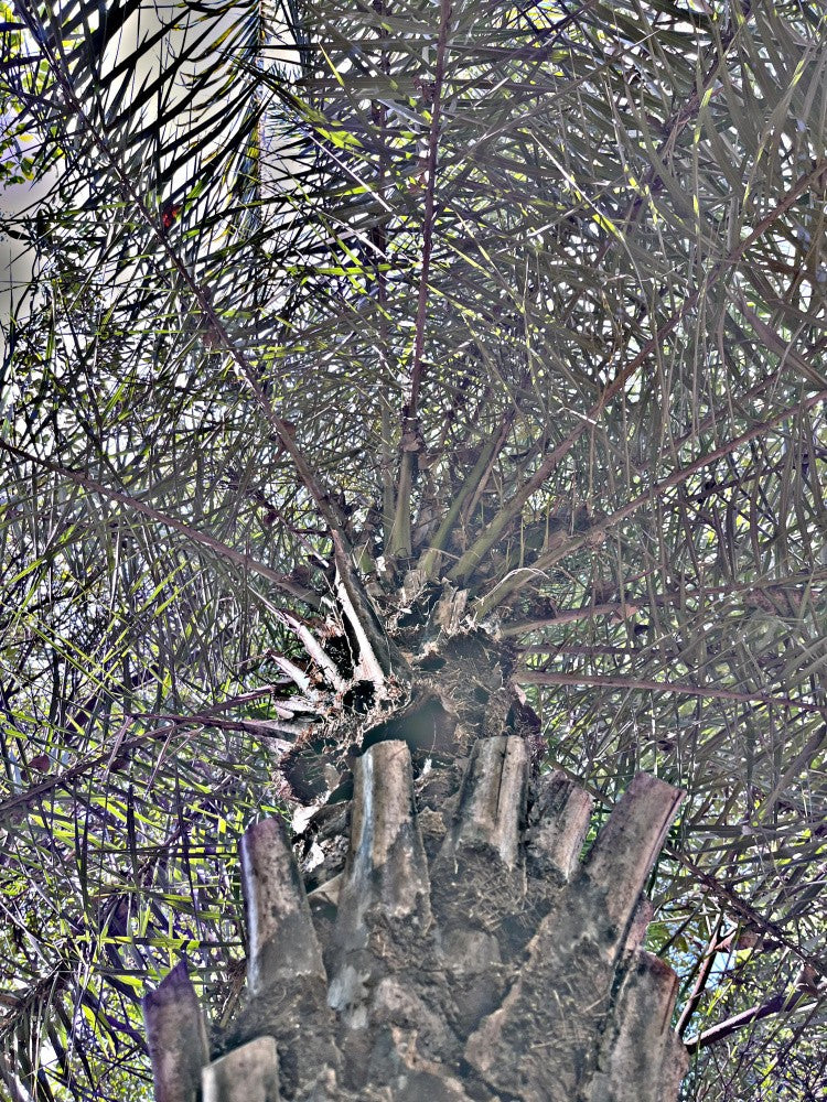 Palm's Perspective