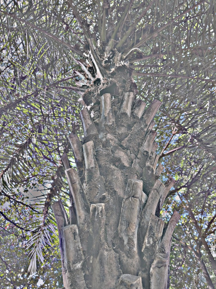 Palms of Solitude