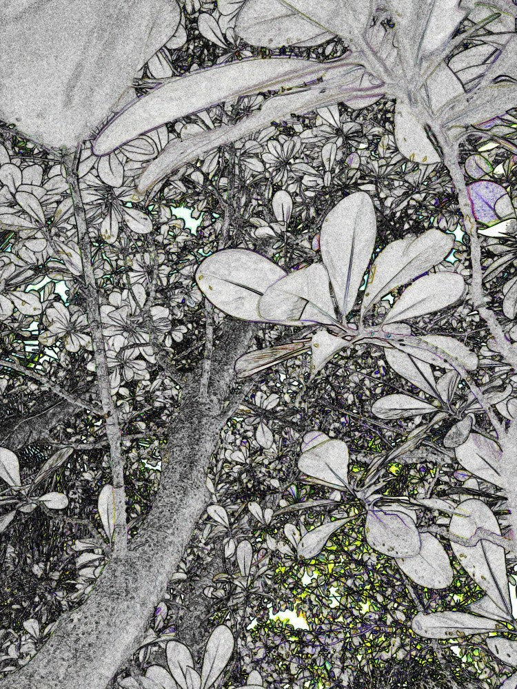 Canopy Dreams