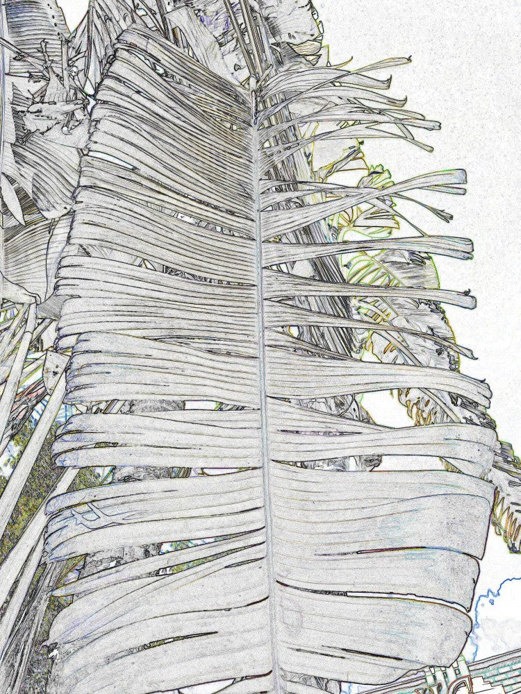 Frond Fusion Dream