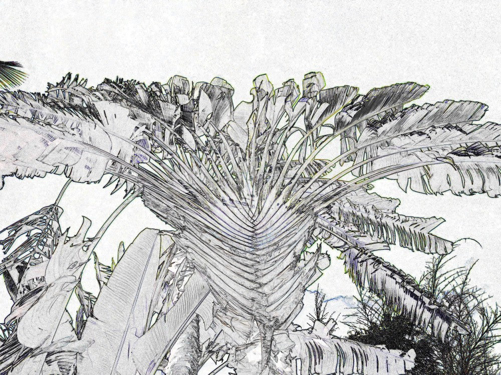 Tropical Sketching