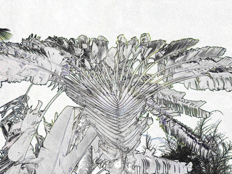 Tropical Sketching