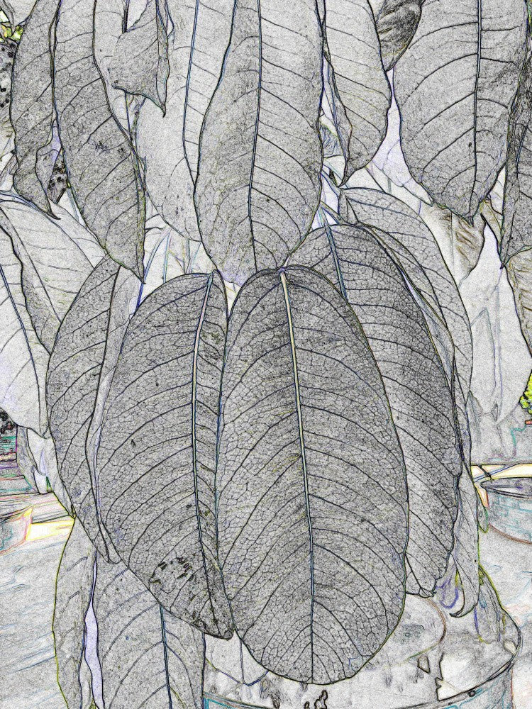Veined Whispers