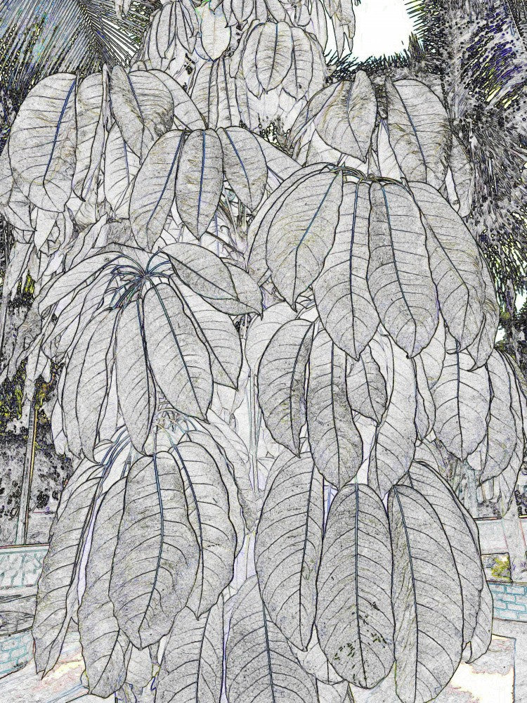 Leafy Whispers
