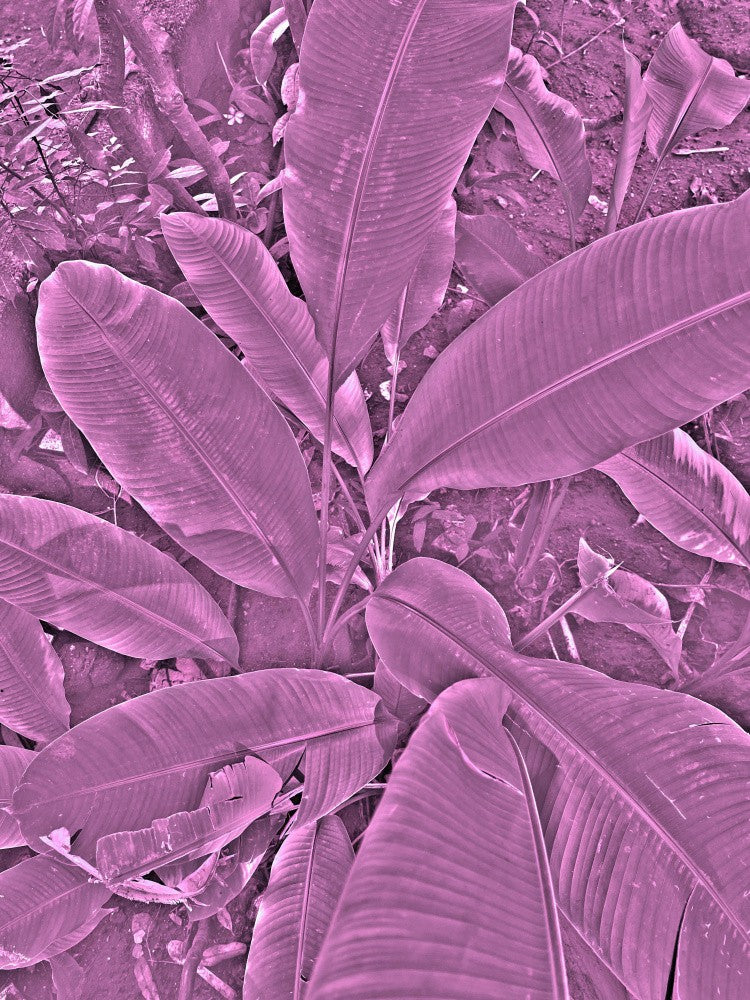 Purple Foliage Whisper