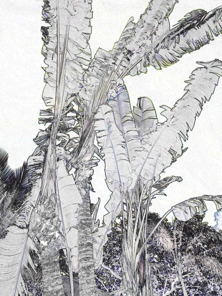 Tropical Sketch