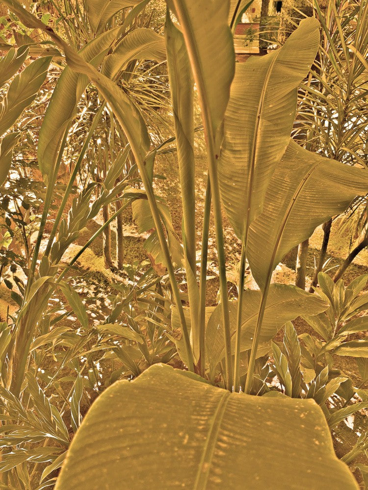 Golden Jungle Glow