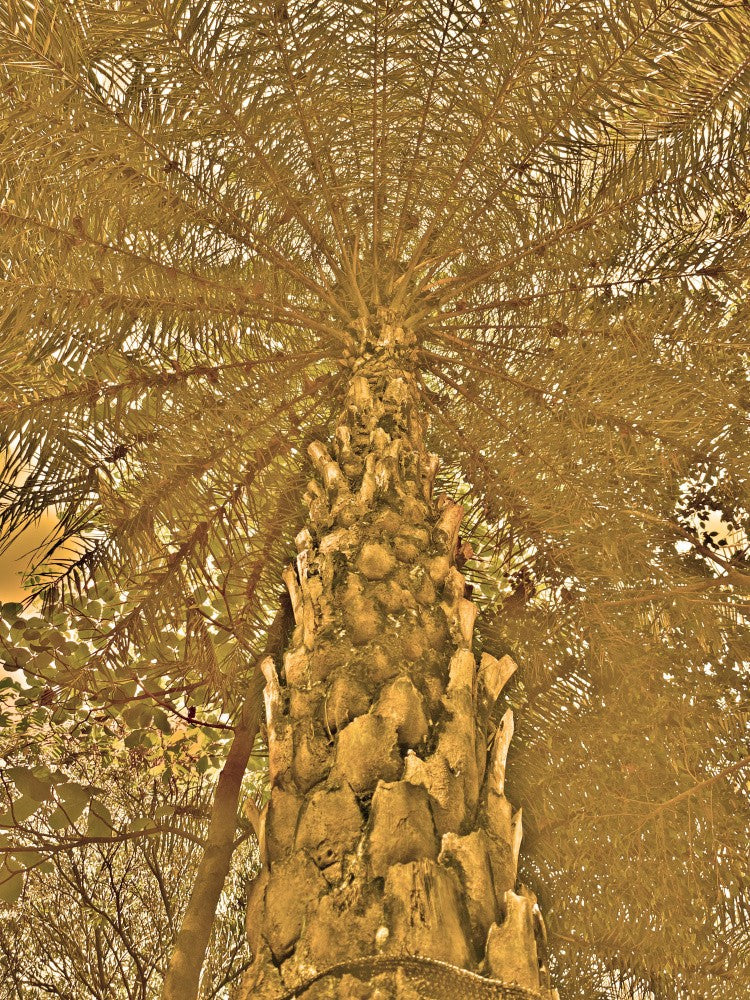 Golden Palmscape