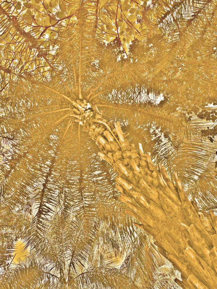 Golden Canopy