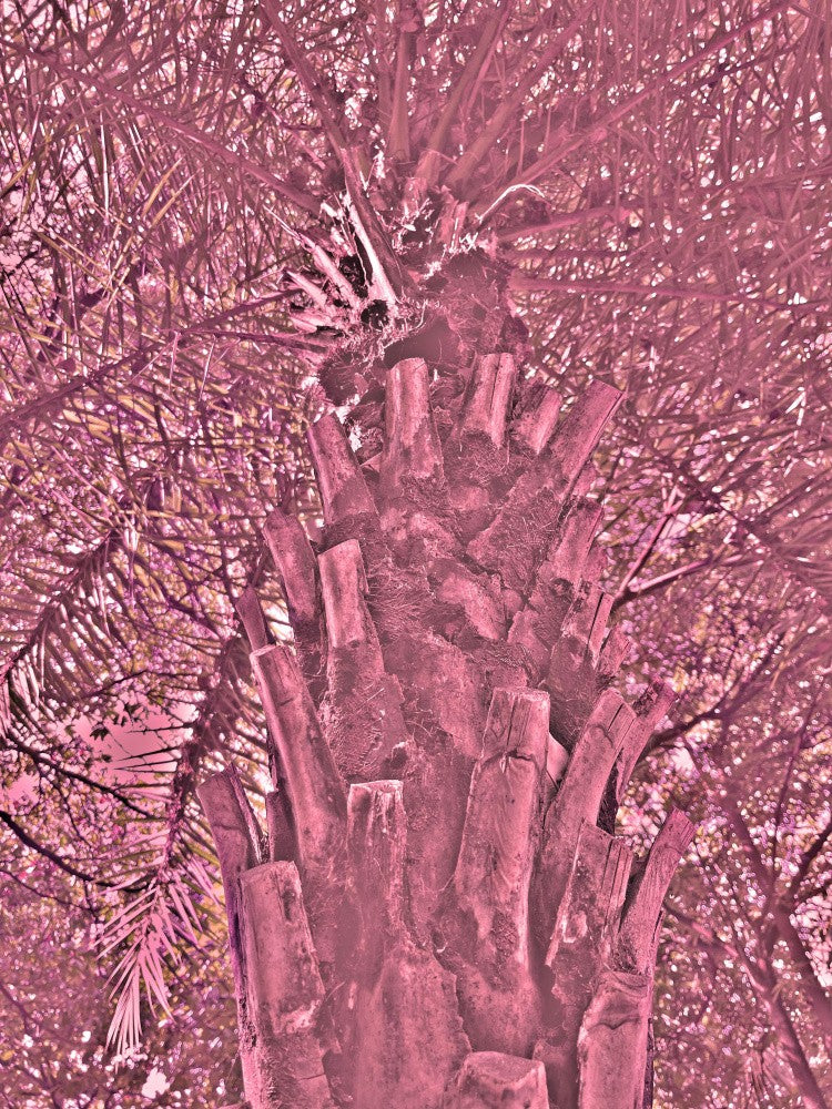 Pink Palm Majesty