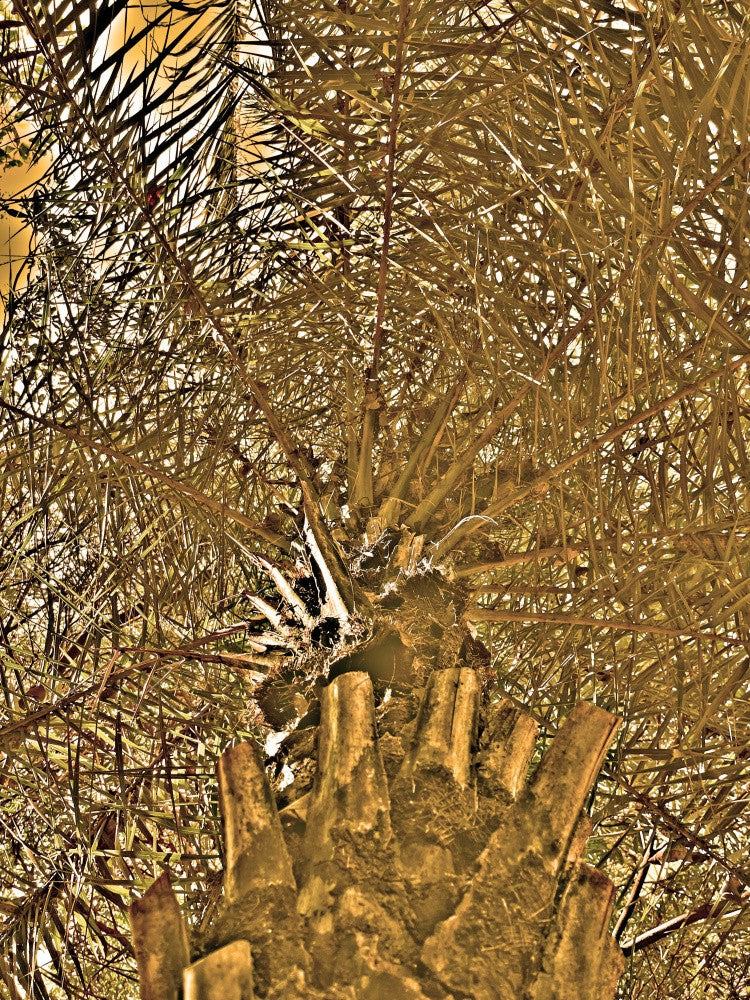 Golden Palm Maze