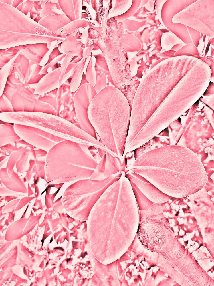 Blush Leaves