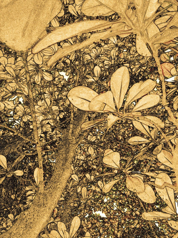 Golden Canopy