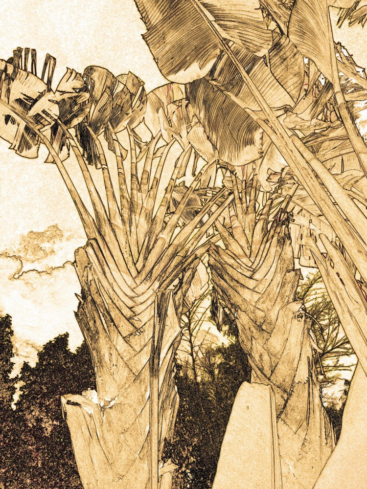Towering Palms