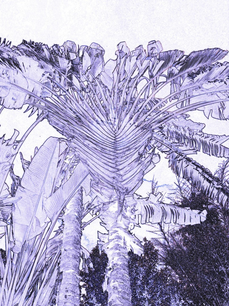 Rêves de Palmiers