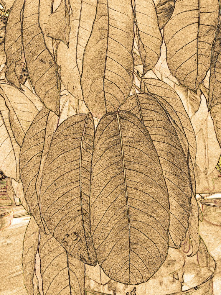 Leafy Sepia Dream