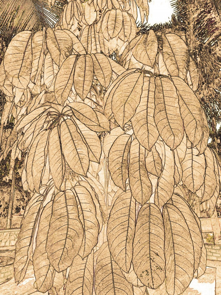 Sepia-Blatt-Symphonie