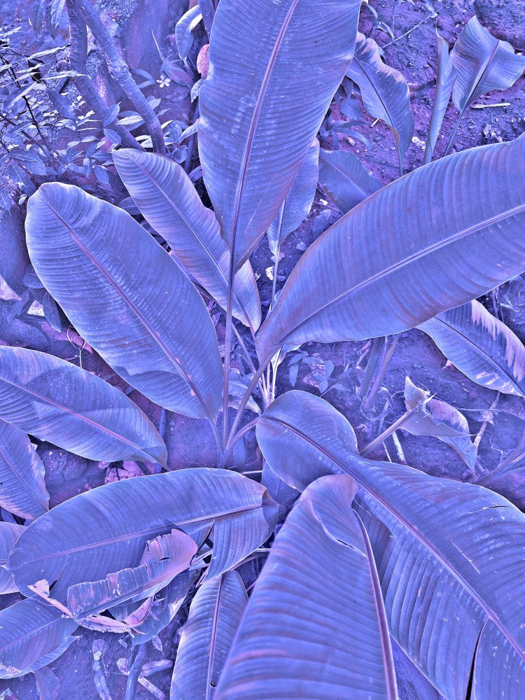 Purple Foliage Glow
