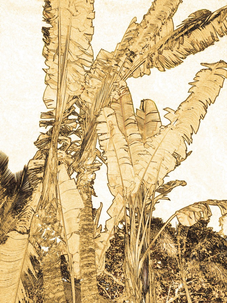 Golden Palm Sketch