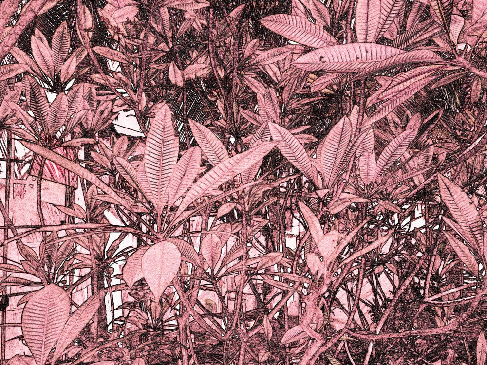 Petal Pink Canopy