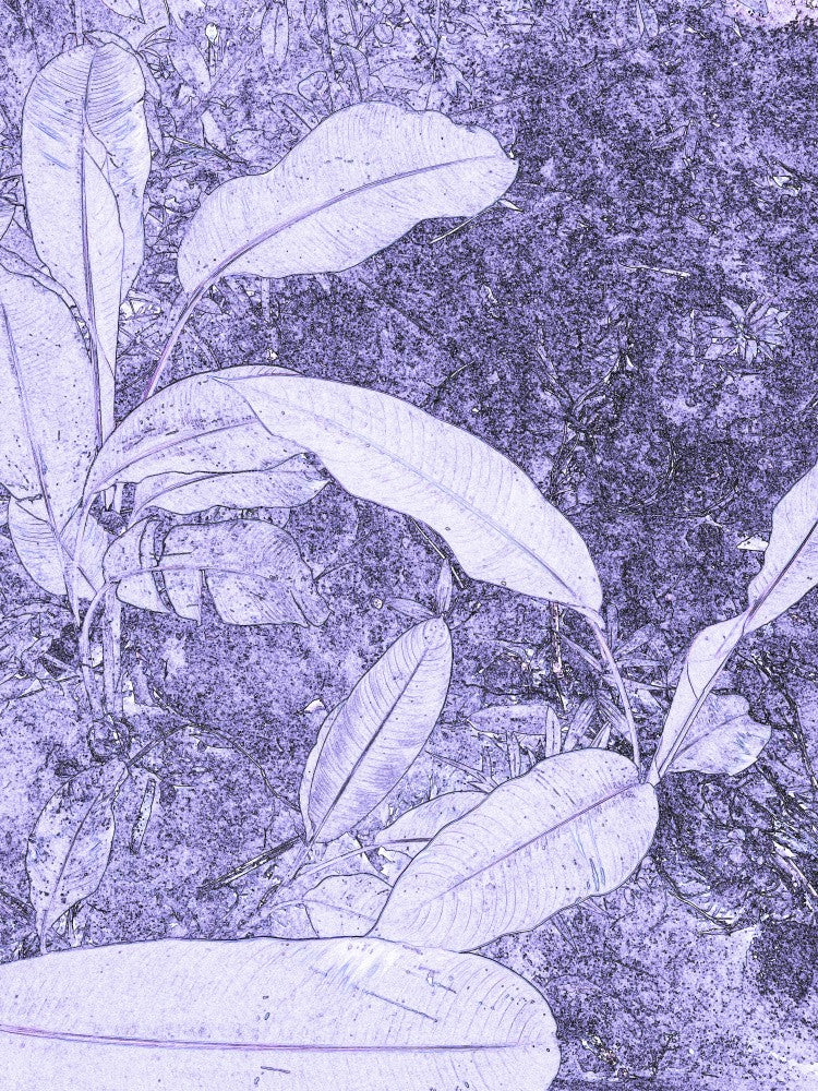 Purple Leaf Whisper