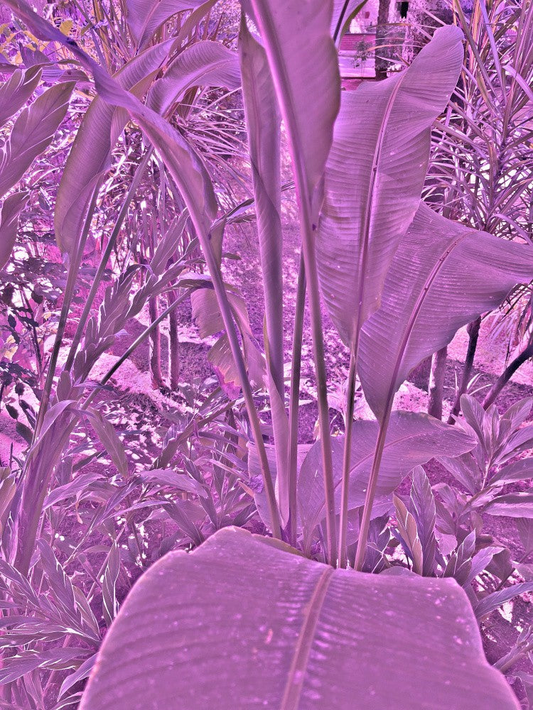 Violet Jungle Scene