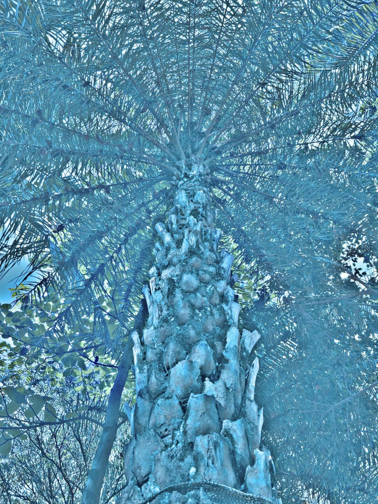 Frozen Palm Majesty