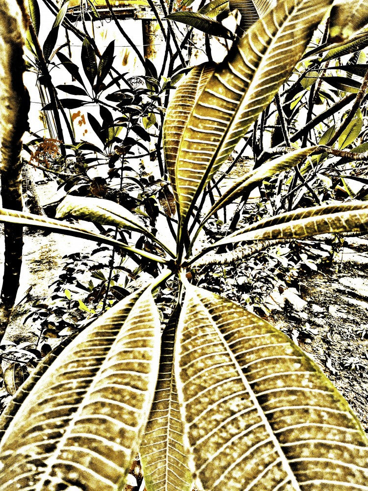 Leafy Whirl